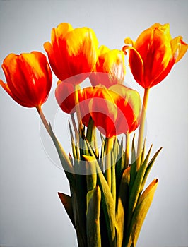 Spring has come, open your soul to her!ÃÂ Tulips on a gray background.